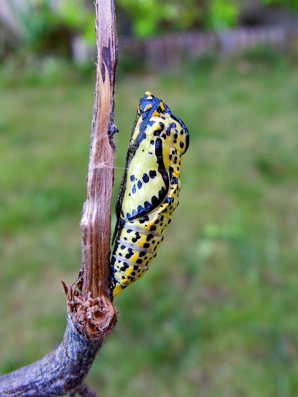 Aporia crataegi - sfarfallamento